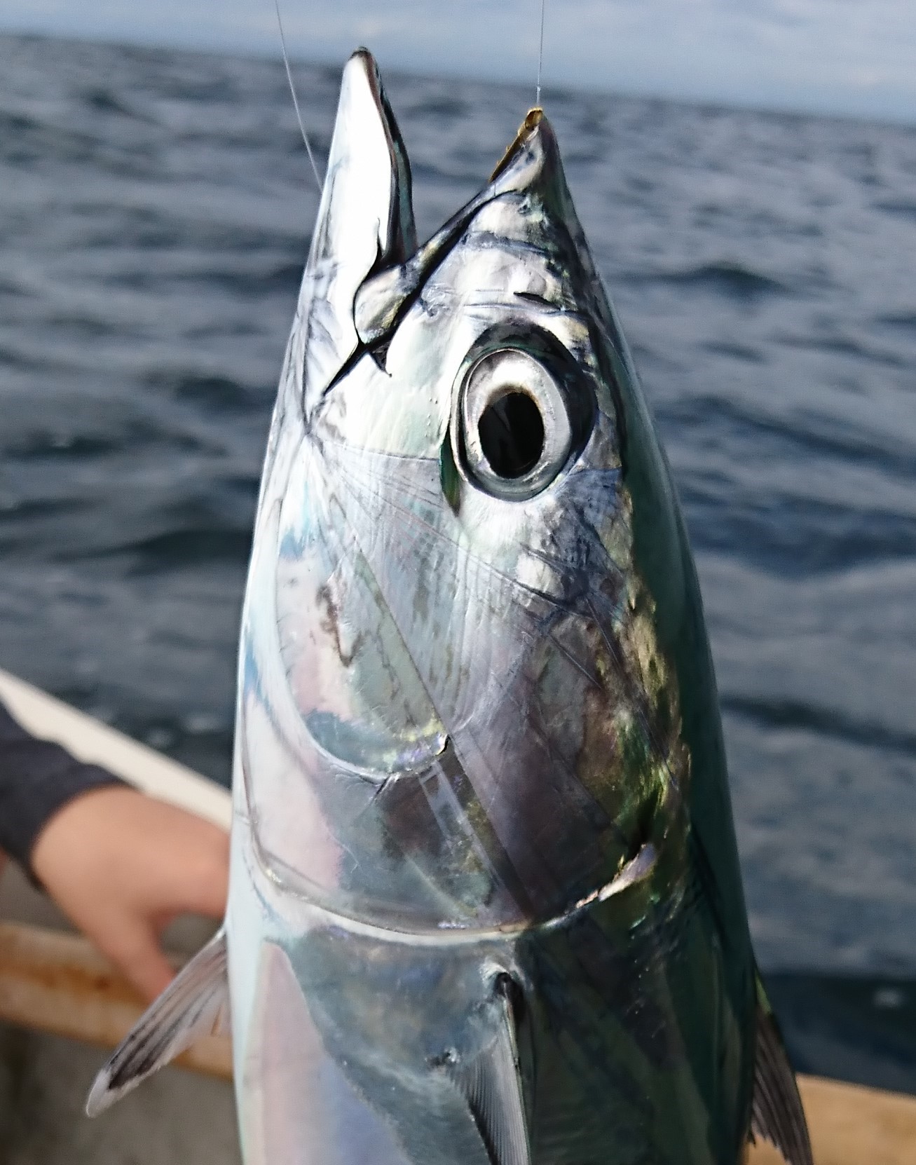 秋の相模湾油壺 小網代湾 での手漕ぎボート釣り カワハギ マダイなど魚種多彩 よっし 釣り行ってみよう